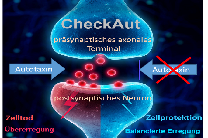 CheckAut_NEU.png