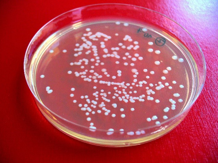 Lactobacillus buchneri 