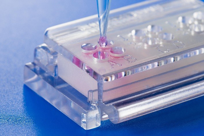 In-vitro-Testsystem für Materialprüfkörper in Zellkulturen
